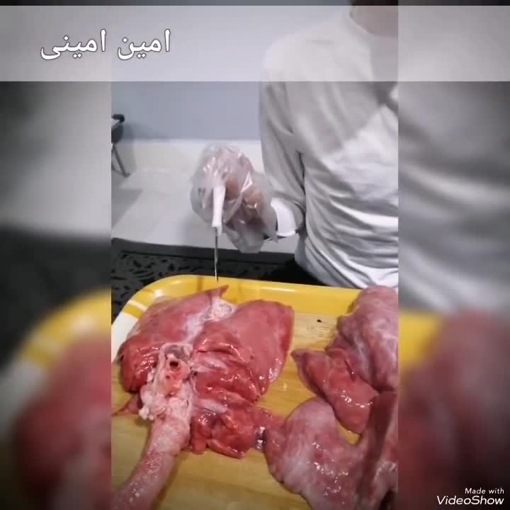 شش،زیست هفتم